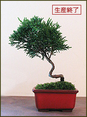 松柏