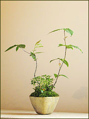 富士ぶな 利尻しもつけ草