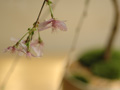 J-PERIOD、BALS TOKYOにて桜の景色盆栽